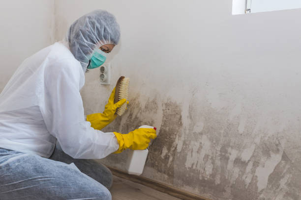 Best Mold Damage Restoration in Lawson, MO